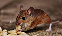 24 Hour & Emergency Exterminators in Grassy Mdws, WV